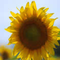 gigantografia girasole
